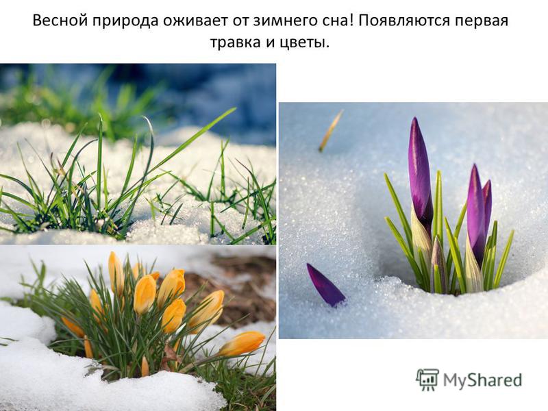 Весной природа оживает от зимнего сна! Появляются первая травка и цветы.
