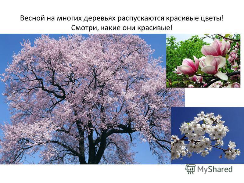 Весной на многих деревьях распускаются красивые цветы! Смотри, какие они красивые!
