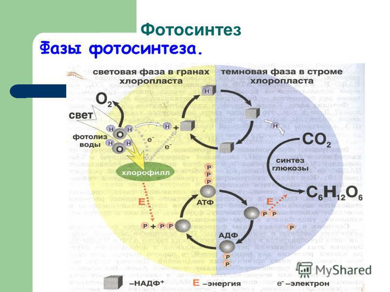 Фотосинтез Фазы фотосинтеза.