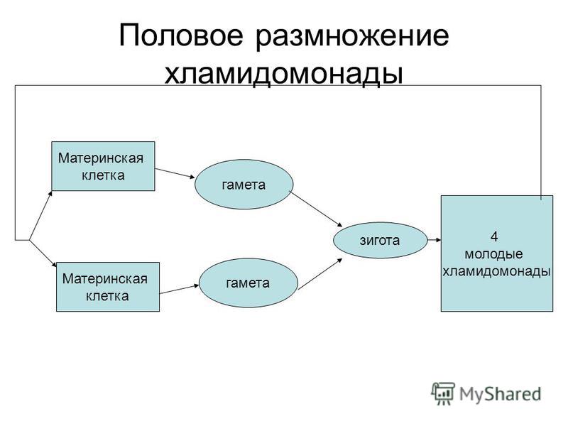 Схема радиоприемника селга 405 Схема радиоприемника селга 405