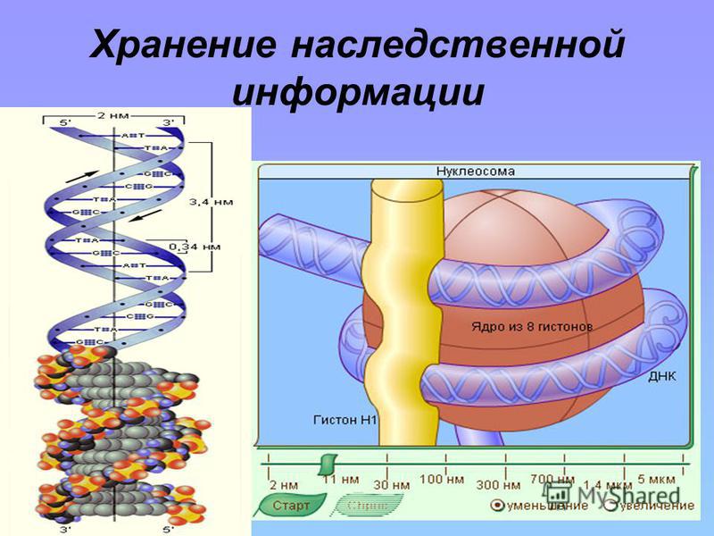 Расположение наследственного материала в клетке