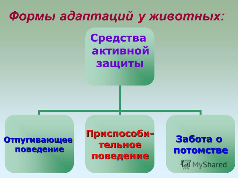 Презентация на тему: "Адаптация Организмов.". Скачать бесплатно и без регистраци