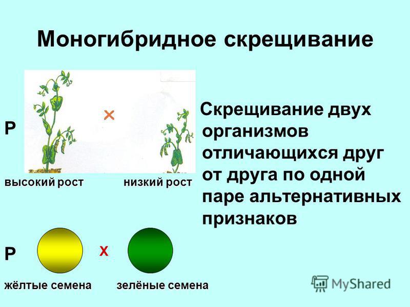 Моногибридное скрещивание Скрещивание двух организмов отличающихся друг от друга по одной паре альтернативных признаков X P P высокий рост низкий рост жёлтые семена зелёные семена