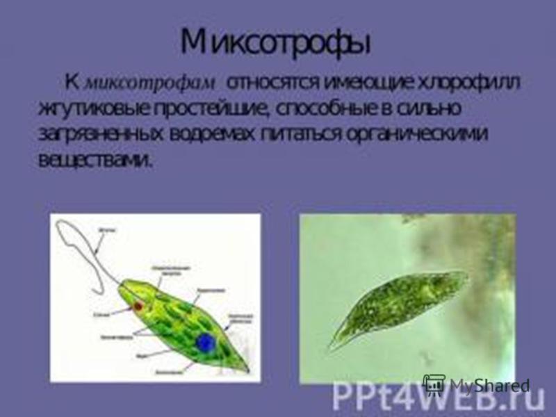 функциональная система поддерживающая уровень питательных веществ в организме