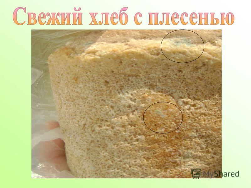 оранжевая плесень на хлебе приветствует портал