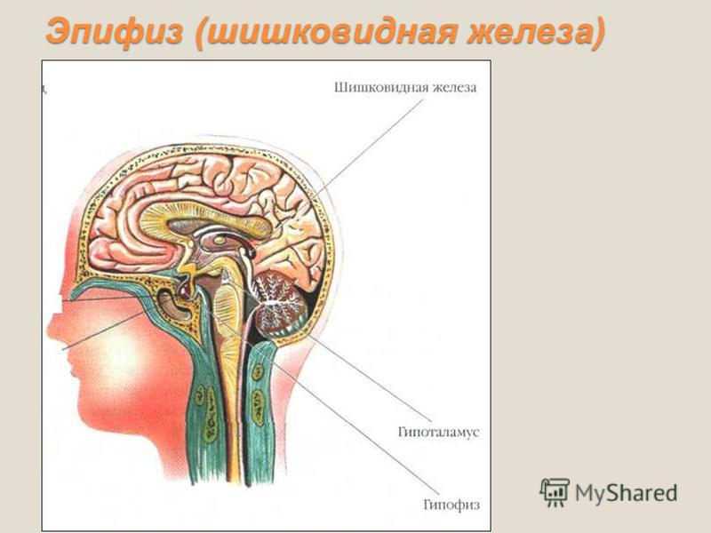 Шишковидная Железа Где Находится Фото У Человека
