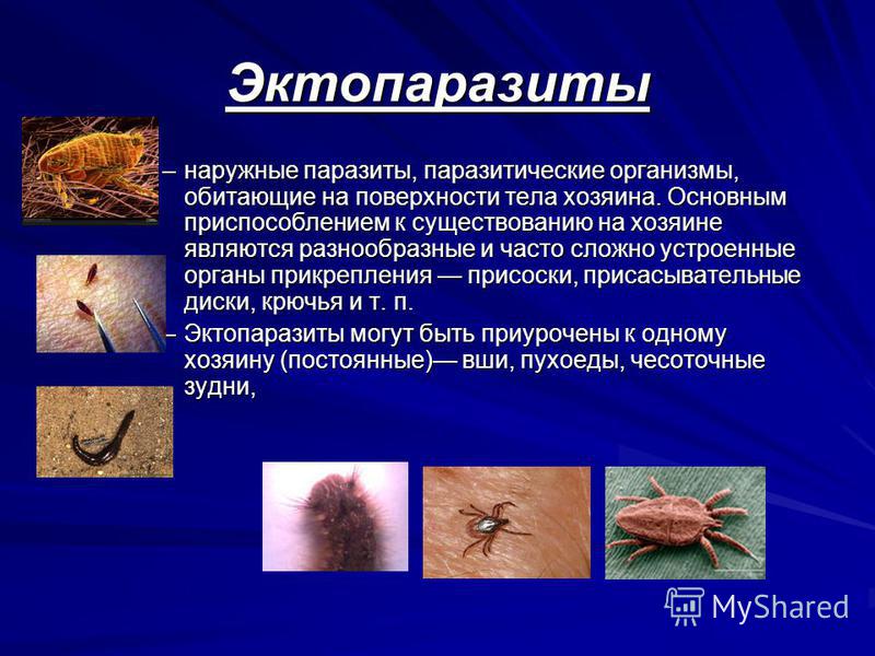 наружные паразиты человека наружные паразиты человека