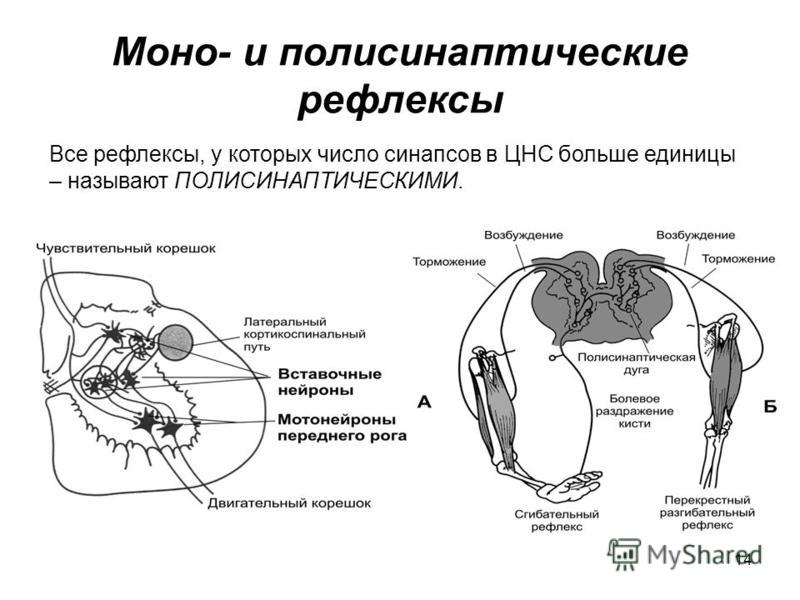 Моно и полисинаптические рефлексы схема Моно и полисинаптические рефлексы схема