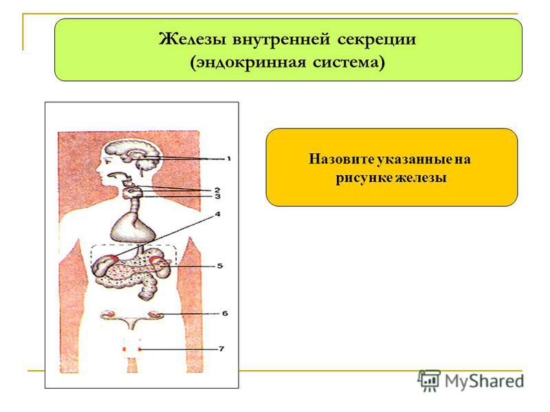 Компьютерная игра Википедия Какие поделки можно сделать из овощей и фруктов