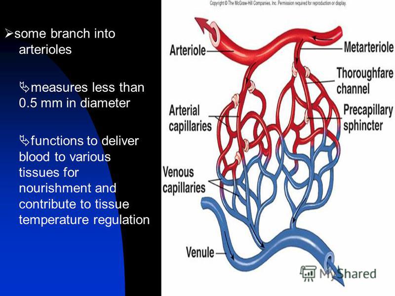 what is the function of an arteriole what is the function of an arteriole