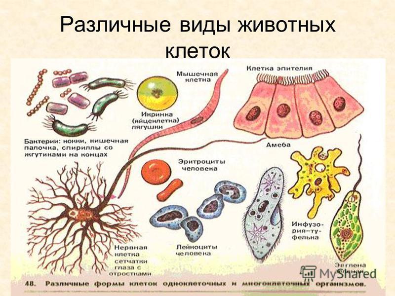 Виды Клеток Фото