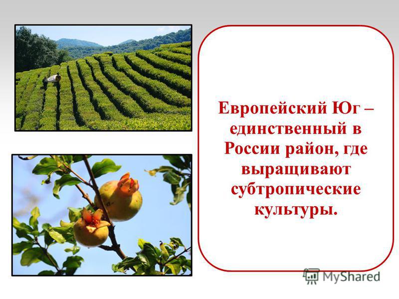 Что характерно для субтропиков выращивание цитрусовых культур 88
