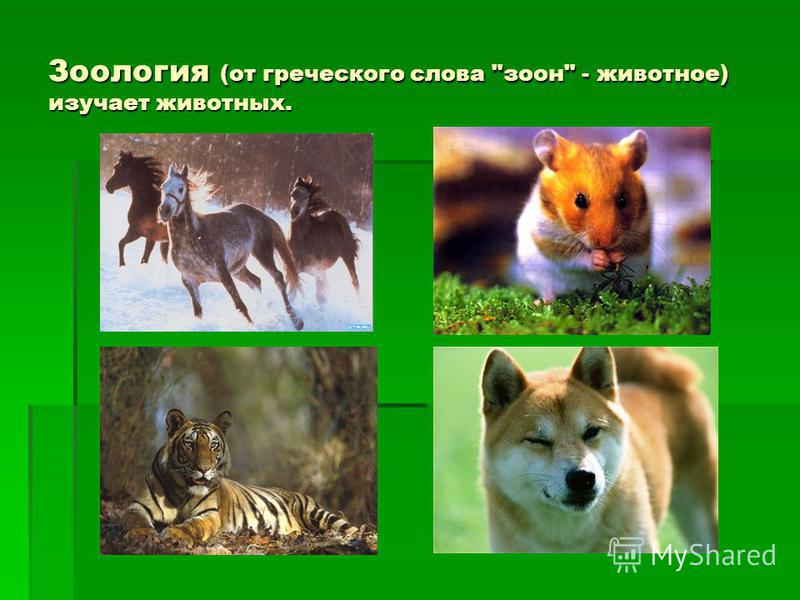 Зоология (от греческого слова зон - животное) изучает животных.
