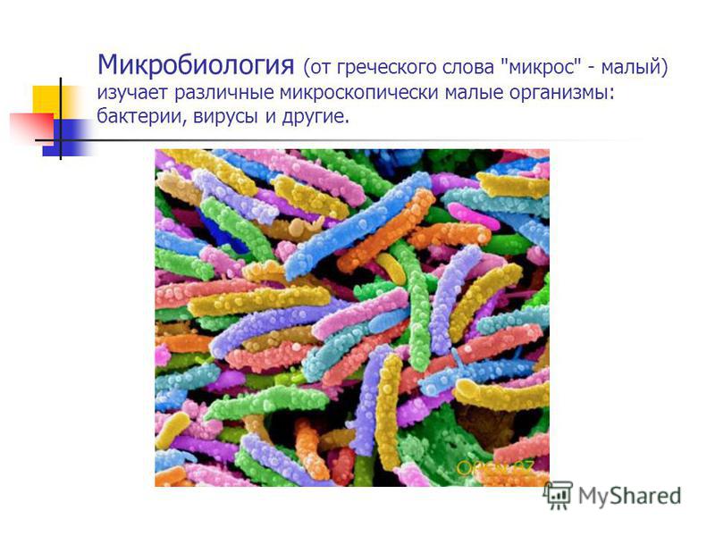 Микробиология (от греческого слова микрос - малый) изучает различные микроскопически малые организмы: бактерии, вирусы и другие.