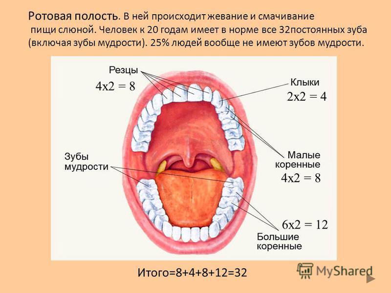 Зуб откололся что делать?