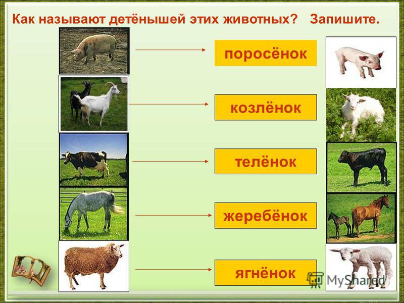 Названия детенышей животных в таблице Как называется детеныш 60 фото - ZooClever.ru