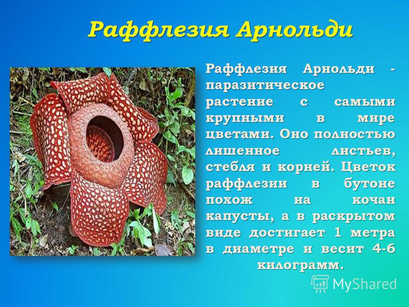 растущий паразит в организме растущий паразит в организме