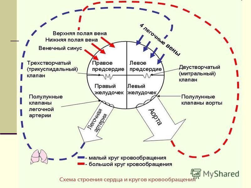 Строение камер сердца человека схема круги кровообращения Строение камер сердца человека схема круги кровообращения