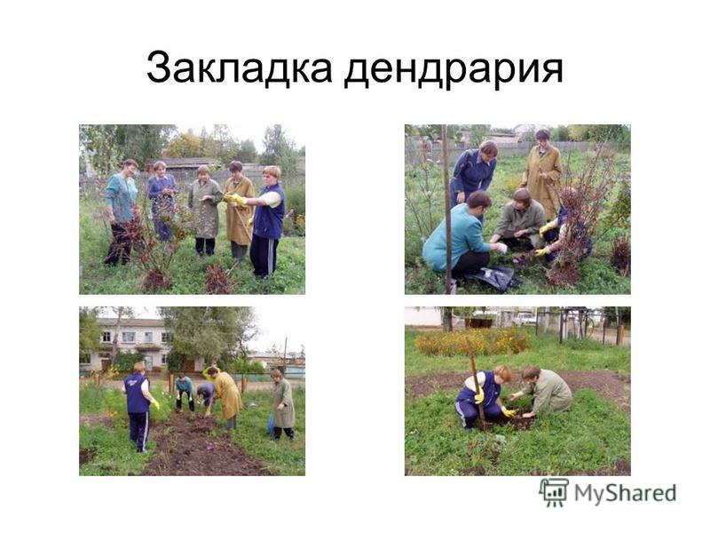 Когда садить семена лилии Когда садить семена лилии