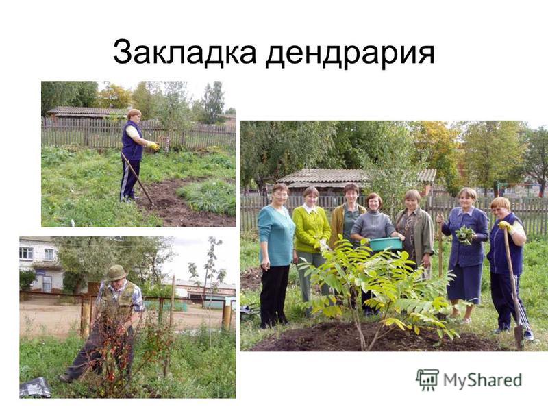 Когда садить семена лилии Когда садить семена лилии
