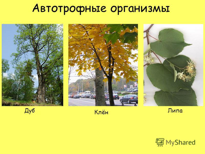 Автотрофные организмы способные производить органические