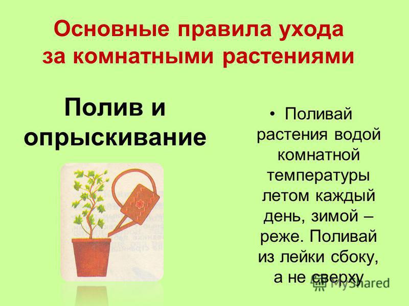 Доклад по уходу за растениями Доклад по уходу за растениями