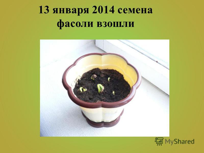 Реферат выращивание фасоли в домашних условиях 4142