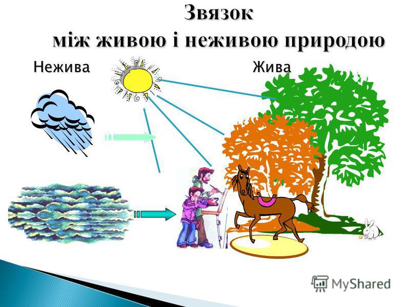 Рисунок показывающий связи между живой и неживой природой Рисунок показывающий связи между живой и неживой природой