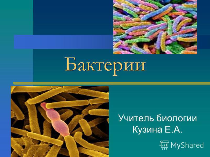 Бактерии Учитель биологии Кузина Е.А.