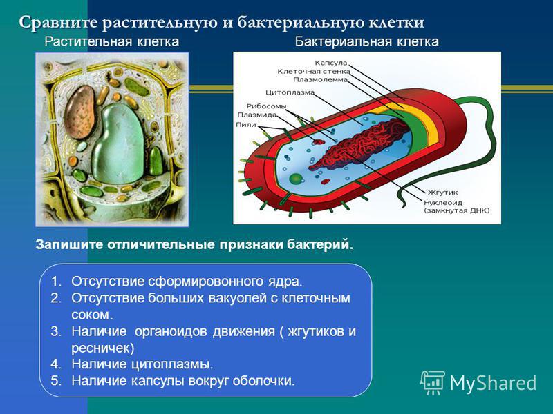 какие паразиты живут носоглотке человека какие паразиты живут носоглотке человека