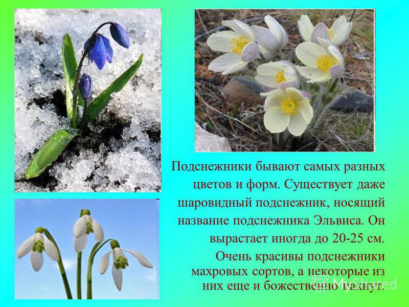 Цветы весны картинки с названием Цветы весны картинки с названием