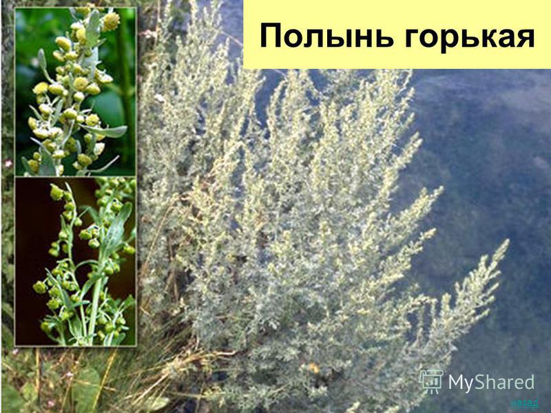 пижма ромашка полынь от паразитов пижма ромашка полынь от паразитов