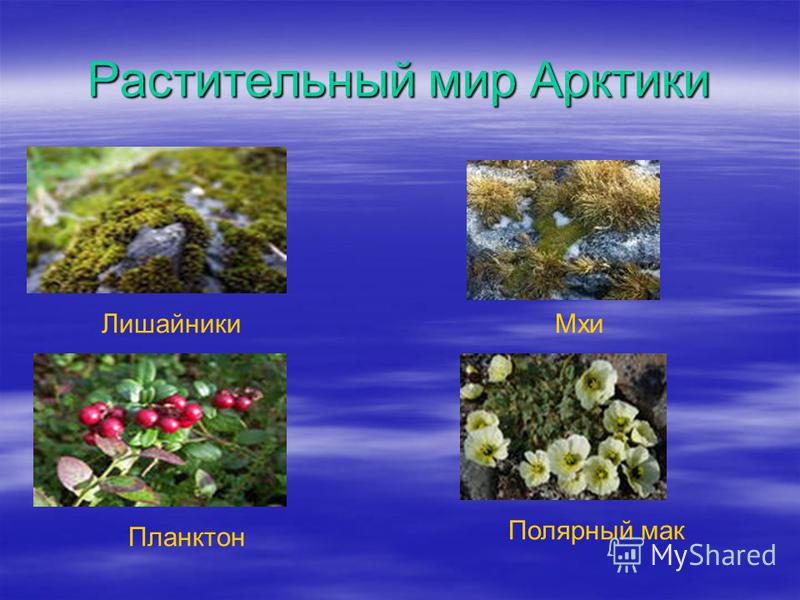 Арктические пустыни примеры растений и животных Растительный мир арктики Foto-Gadanie.ru