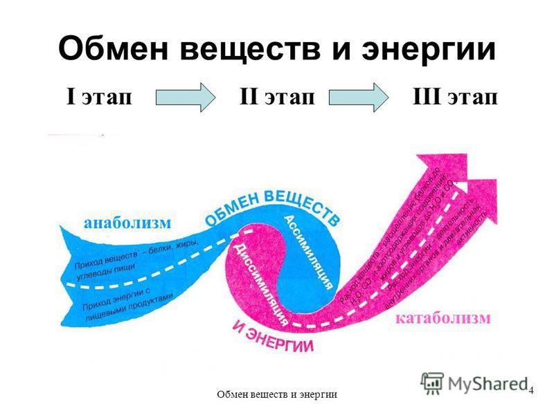 Обмен веществ