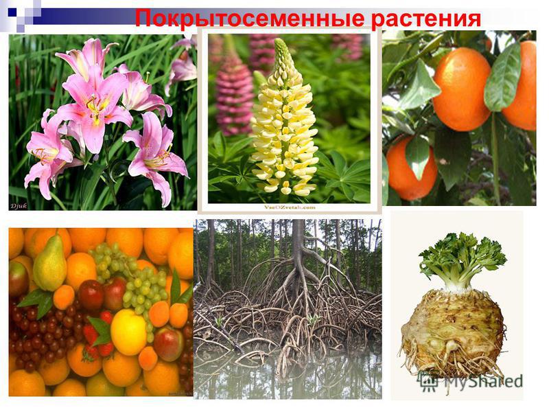 Отдел Покрытосеменные цветковые