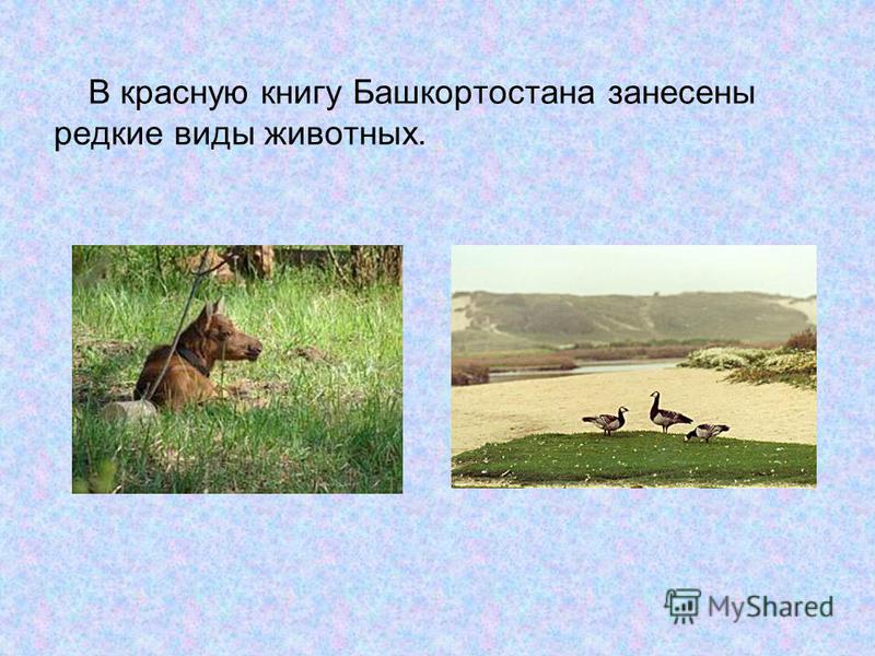 Красная Книга Башкортостана Растения Красная Книга Башкортостана Растения