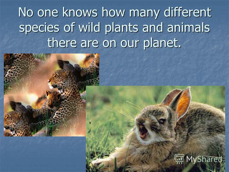 No one knows how many different species of wild plants and animals there are on our planet.