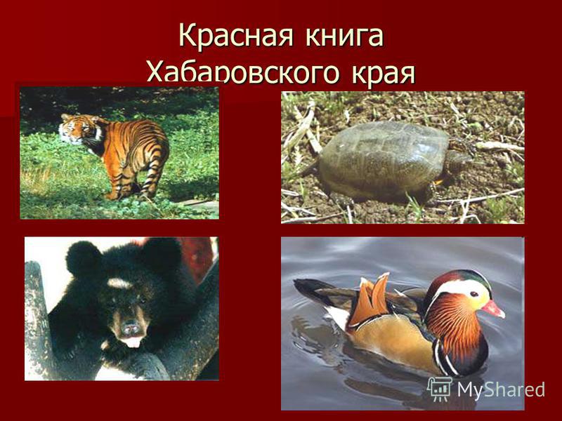 Красная книга хабаровского края скачать