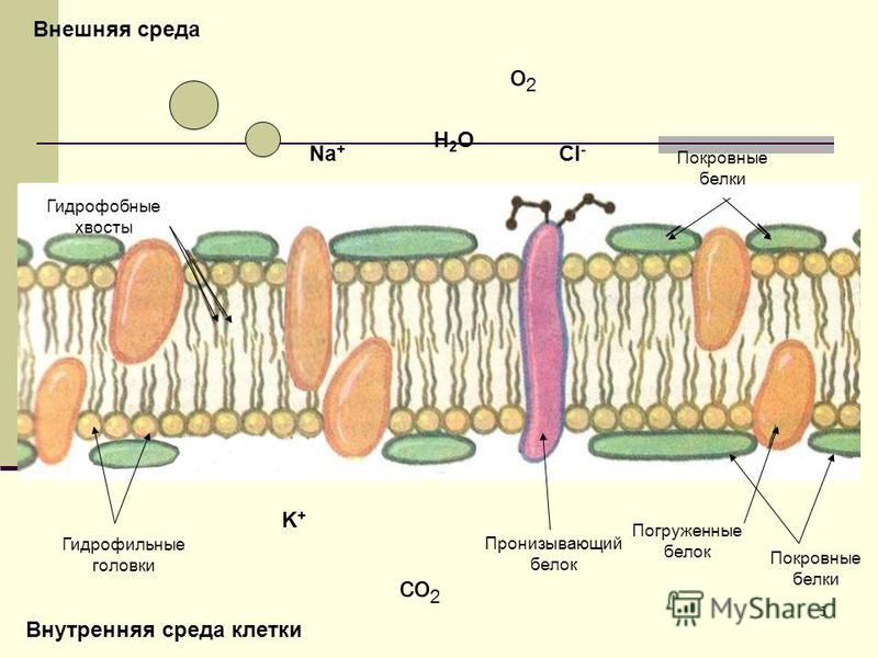 5 Гидрофильные головки Гидрофобные хвосты Покровные белки Пронизывающий белок H2OH2O o2o2 co 2 Na + K+K+ Cl - Внешняя среда Внутренняя среда клетки Погруженные белок Покровные белки