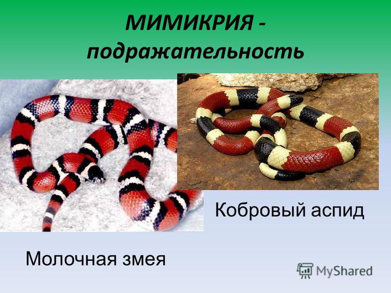МИМИКРИЯ - подражательность Молочная змея Кобровый аспид