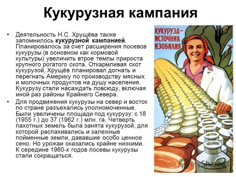 Кукурузная кампания Деятельность Н.С. Хрущёва также запомнилось кукурузной кампанией. Планировалось за счет расширения посевов кукурузы (в основном как кормовой культуры) увеличить втрое темпы прироста крупного рогатого скота. Откармливая скот кукуру