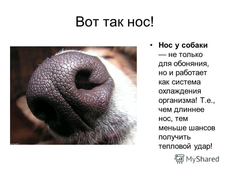 Вот так нос! Нос у собаки не только для обоняния, но и работает как система охлаждения организма! Т.е., чем длиннее нос, тем меньше шансов получить тепловой удар!