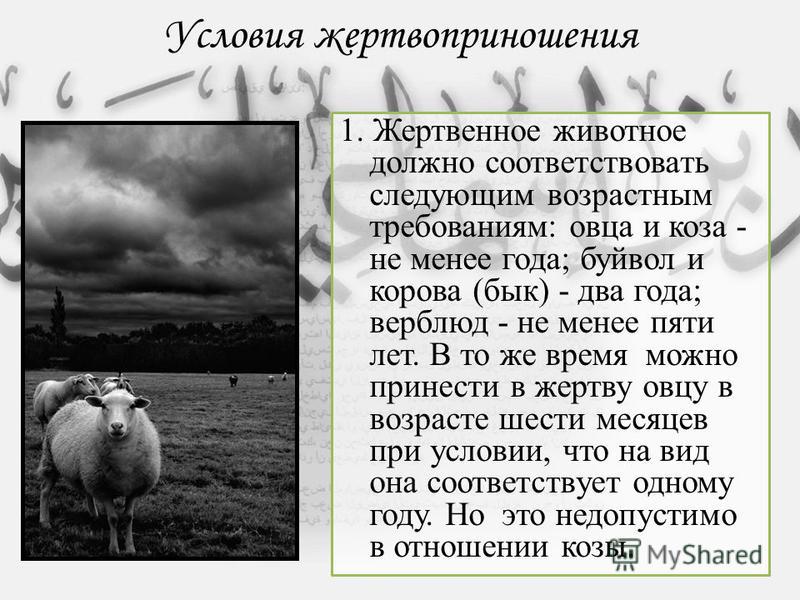Условия жертвоприношения 1. Жертвенное животное должно соответствовать следующим возрастным требованиям: овца и коза - не менее года; буйвол и корова (бык) - два года; верблюд - не менее пяти лет. В то же время можно принести в жертву овцу в возрасте