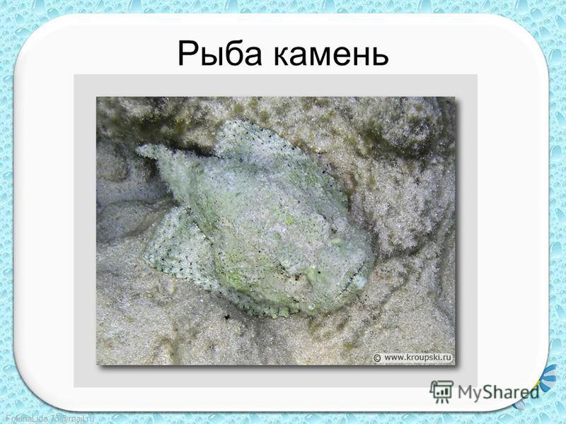 FokinaLida.75@mail.ru Рыба камень