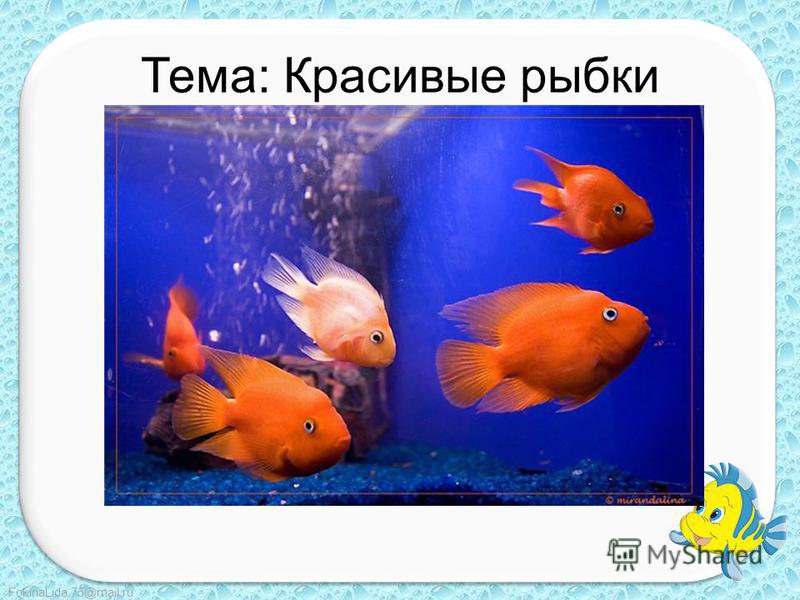FokinaLida.75@mail.ru Тема: Красивые рыбки