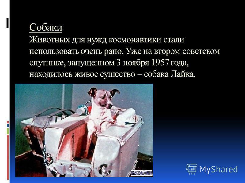 Собаки Животных для нужд космонавтики стали использовать очень рано. Уже на втором советском спутнике, запущенном 3 ноября 1957 года, находилось живое существо – собака Лайка.