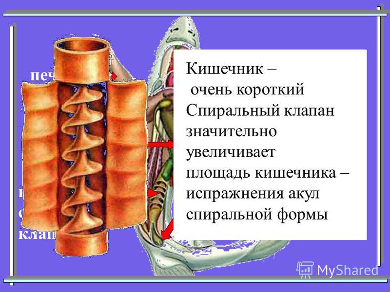 печень кишечник со спиральным клапаном желудок сердце клоака Кишечник – очень короткий Спиральный клапан значительно увеличивает площадь кишечника – испражнения акул спиральной формы