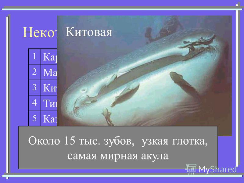 Некоторые представители акул 1 Кархарадон (Большая белая) 2 Мако (Серо-голубая) 3 Китовая 4 Тигровая 5 Катран (Колючая) 6 Акула-молот 7Морская лисица Китовая Около 15 тыс. зубов, узкая глотка, самая мирная акула