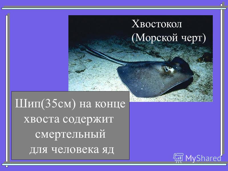 Хвостокол (Морской черт) Шип(35 см) на конце хвоста содержит смертельный для человека яд
