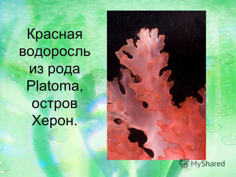 Красная водоросль из рода Platoma, остров Херон.